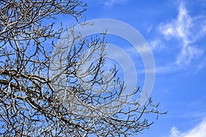 Walnut branches against a clear blue sky with feathery clouds. Early spring. Natural background. Close-up. Copy space.