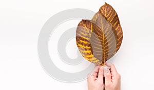 Walnut Brown dead leaves in woman hands on white