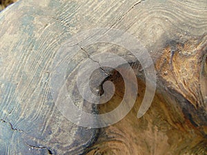 Walnut Burl Wood Texture photo