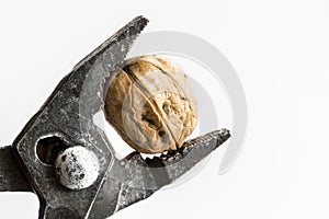 Walnut in pliers