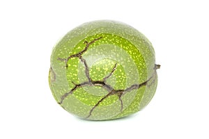 Walnut in cracked pericarp isolated on white background. Single walnut in green peel