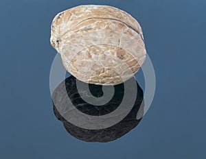 Walnut on a dark background. With reflection in the foreground