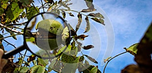 Walnut fruit banner magnified with a magnifying glass. Ripe walnut inside a cracked green shell on a branch with the sky in the