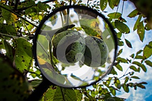 Walnut fruit enlarged with a magnifying glass. Ripe walnut inside a cracked green shell on a branch with the sky in the background