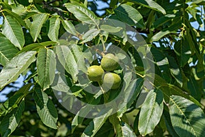 Walnut fruit growing on a tree in the garden