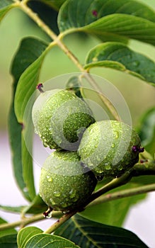 Walnut fruit on the tree