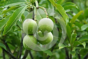 Walnut fruits photo