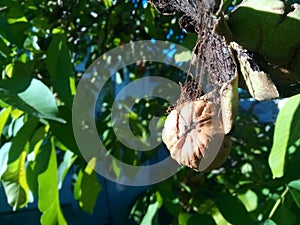 Walnut getting ready to fall in a lush green environment