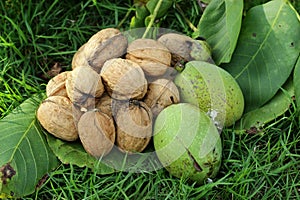 Walnut