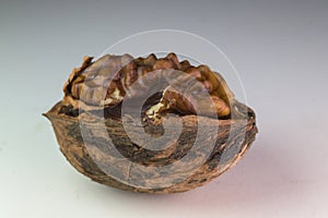 Walnut half macro