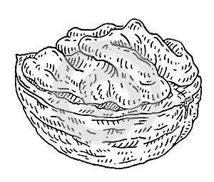 Walnut half shelled. Vector engraving black vintage illustration.