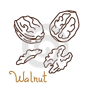 Walnut hand drawn graphics element for packaging design of nuts and seeds or snack. Vector illustration in line art