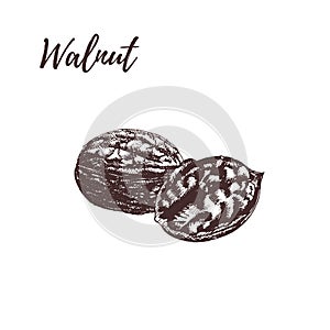 Walnut hand drawn scetch. Vector illustration in vintage style.
