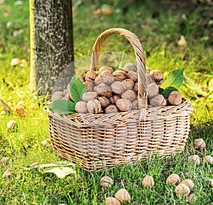 Walnut harvest. Walnuts in the basket on the green grass