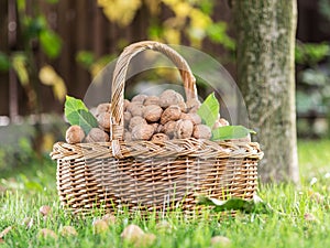 Walnut harvest. Walnuts in the basket on the green grass