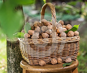 Walnut harvest. Walnuts in the basket