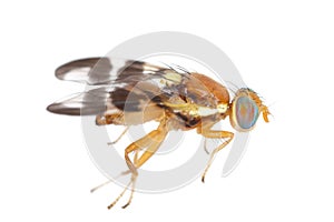 Walnut husk fly (Rhagoletis completa) it is quarantine species of tephritid or fruit flies whose larvae damage walnuts.