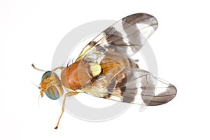 Walnut husk fly (Rhagoletis completa) it is quarantine species of tephritid or fruit flies whose larvae damage walnuts.