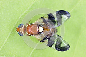 Walnut husk fly (Rhagoletis completa) it is quarantine species of tephritid or fruit flies whose larvae damage walnuts.