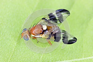 Walnut husk fly (Rhagoletis completa) it is quarantine species of tephritid or fruit flies whose larvae damage walnuts.