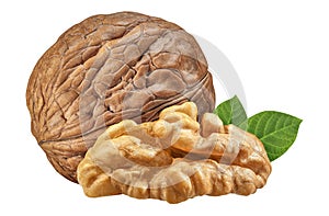 Walnut isolated closeup on white background with clipping path. Nut macro. Walnuts with leaf as package design element collection