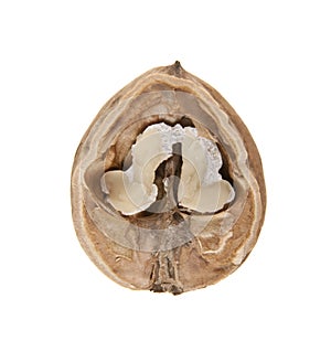 Walnut isolated on white