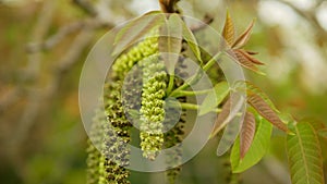 Walnut Juglans regia catkins flowers tree close-up macro detail blossom male spring green plant leaves leaf in garden