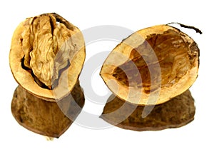 Walnut