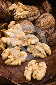Walnut (Juglans regia)