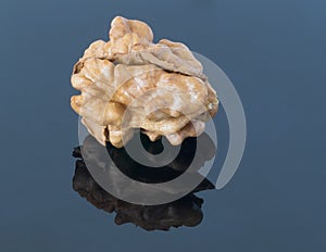 Walnut kernel on a dark background. With reflection in the foreground.