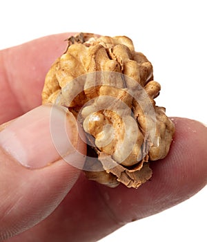 Walnut kernel in hand isolated white background. Macro