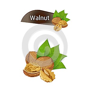 Walnut kernel in nutshell with leaves set