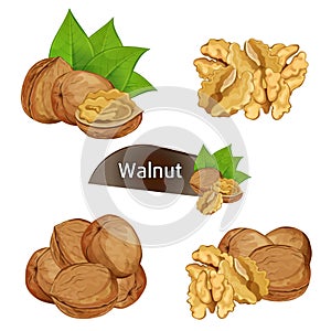 Walnut kernel in nutshell with leaves set
