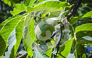 Walnut kernel on a tree