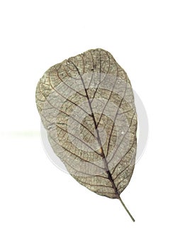 Walnut leaf.