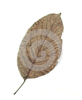 Walnut leaf.