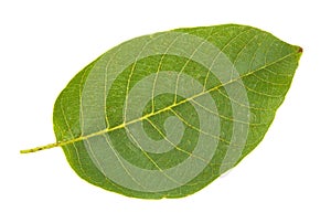 Walnut leaf isolated on white background