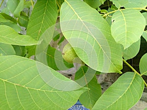 Walnut leaf