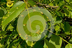 Walnut leaf mite galls - - Aceria erinea