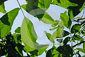 Walnut leaf