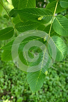 Walnut leaves infected with nut felt gall mite Eriophyes Tristriatus var. Erineus Nal photo