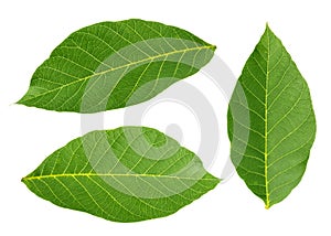 Walnut leaves isolated on white background