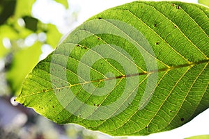 Walnut leaves under the sun light macro.