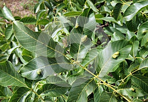 Walnut leaves with a walnut blister mite Eriophyes tristriatus