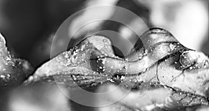 Walnut macro in black and white