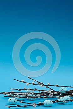 Walnut muffin on a white background