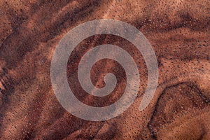 Walnut natural wood texture