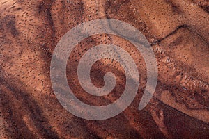 Walnut natural wood texture