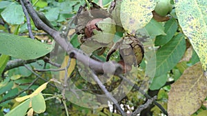 Walnut is the nut of any tree of the genus Juglans Family Juglandaceae, Juglans regia. Close up