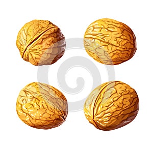 Walnut. Nut. Fruit